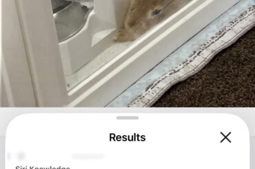 Craziest animal your iphone gallery thought your bunny was?