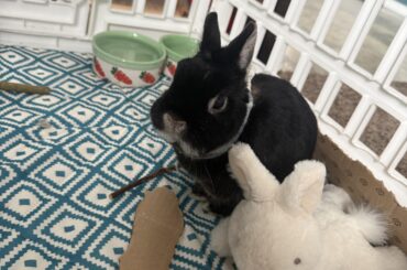Sesame is getting his leg amputated tomorrow, please wish him luck! 🍀♥️🤞🏼