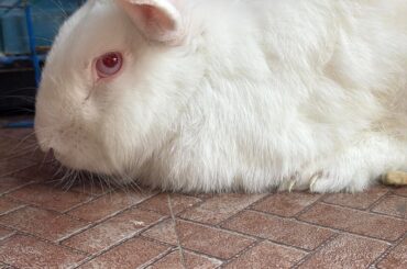 Why is my rabbit’s eyes red?