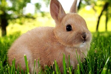 what breed is this?