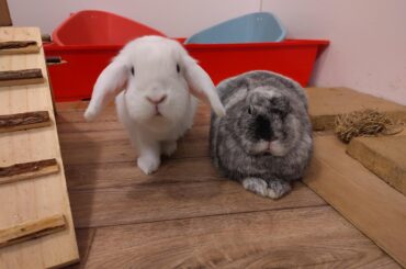 Moving house: Advice for long car journeys and rabbits.
