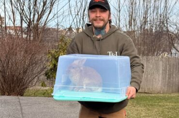 This little Mohawked man was found in our neighbors yard and has been named Untitled Rabbit Project. Any ideas on breed? He’s 4lbs, quite long, assuming some sort of lionhead mix?
