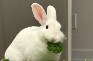 omnomnom