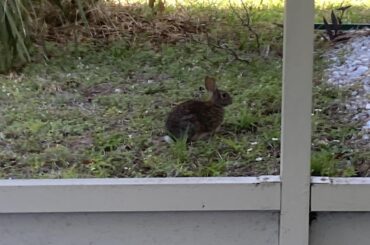Florida bunny keeps coming back to same spot