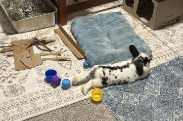 Bin approves the new rugs!