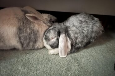 The view under my desk every single work day.