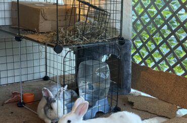 Buns can’t walk on tiles, but they sure like to sleep on them!