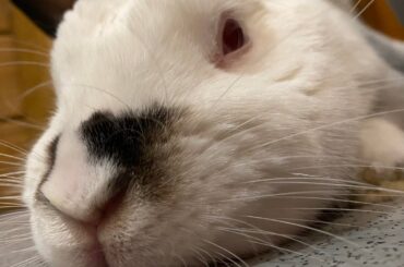 Yuki is 10 years old today!