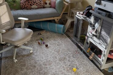Struggling with the loss of my rabbit
