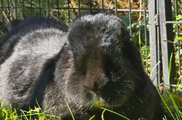 Saying goodbye to my boy Tuesday