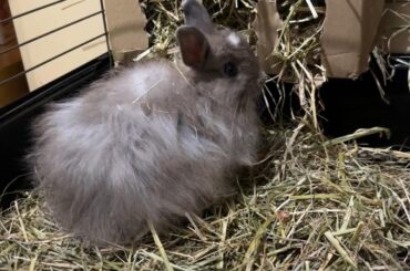 NEW RABBIT OWNER NEED ADVICE