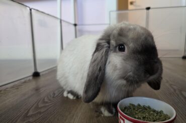 Cream the Rabbit