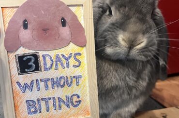 Pro tip: rabbits respond really well to sarcastic signage