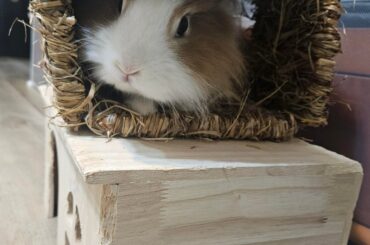 Two pics of my Honey Bunny in his makeshift 2-story mansion