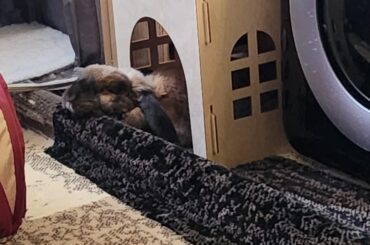 Back when my Lily used a rug as a pillow