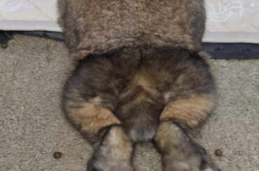 Cutest butt ever!!!