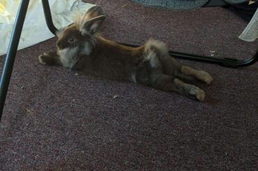 Bunny Butt