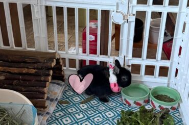 Update on Sesame's Surgery