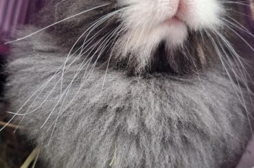 she is so fluffy🖤🖤