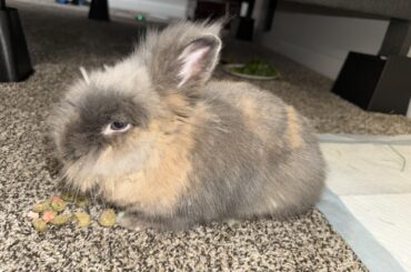 Do you ever stare at your bunny wondering how they’re even real?