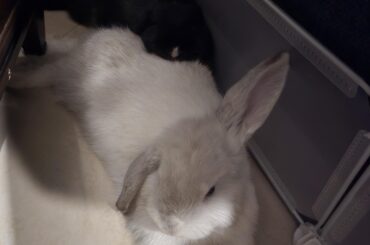 Happily bonded or is this provoking behavior?