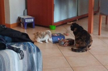 Mydei and his new friend