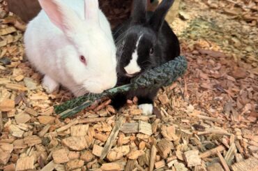 New Buns 🐰