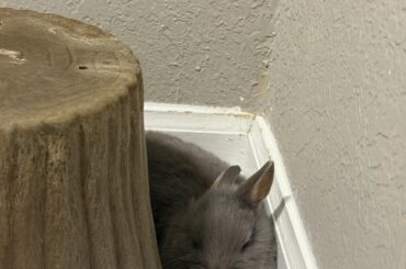 Does anyone know a good bunny vet in Tallahassee Florida