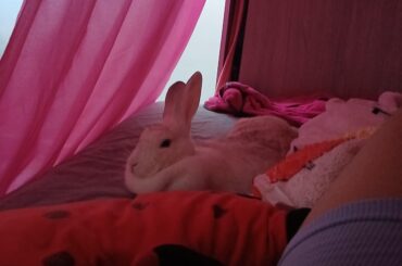 Guys, can you help me identify this fluffy bed bug?