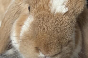 Should I bring my bunny to the vet?
