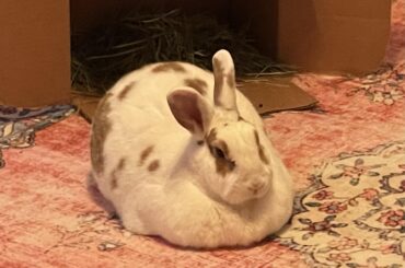 Orb-esc. Not obese 👑