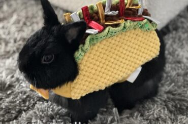 Breakfast taco 🌮