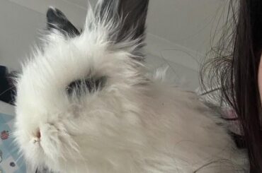 Advice for urine stained rabbit feet