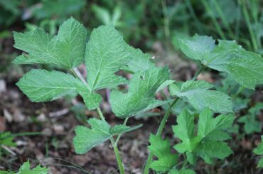 Do your buns like Meadow Hogweed? Mine somehow ignore it pretty much.