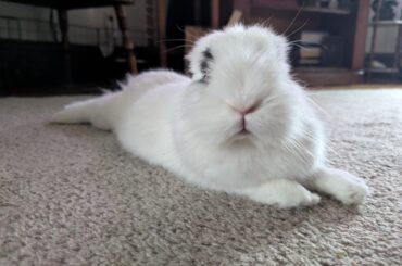 I love my bun but I need a cuddle animal