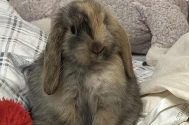 First time bunny owner…advice?