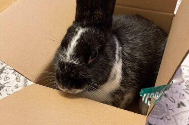 WARNING‼️ BNUY IN A BOX‼️‼️