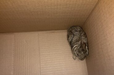 Is this bunny old enough to be on its own ?