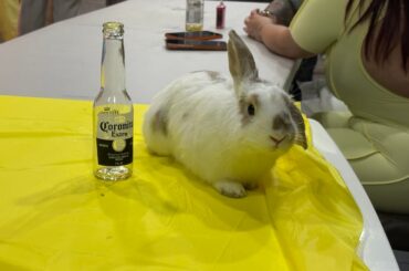 aspen wishes you guys a very hispanic easter!