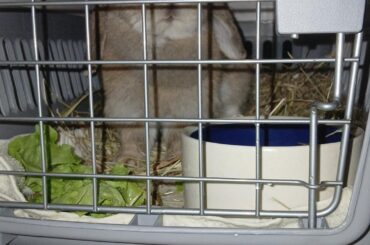 nibbles says hello from her adventure