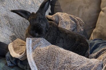 Trying to let Dutch know the sofa is a comfy safe space