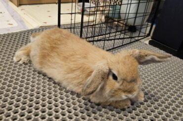 Miso ready for takeoff