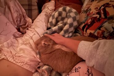 What did you wish you knew before getting a rabbit?