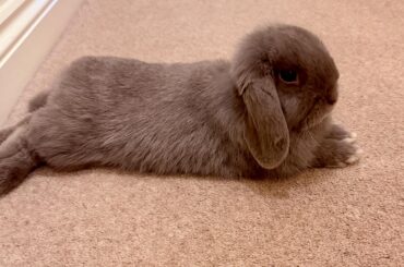 Hairy poops despite brushing