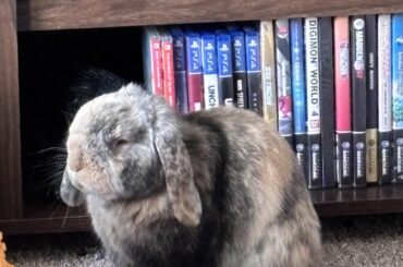 Does anybody know what breed my bun is?