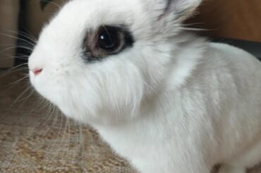what breed is he?