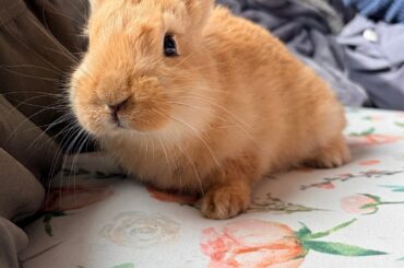 Found this little dude outside, he looks like a mini copy of my bun Roo (last pic is Roo & Berry)