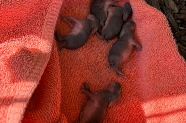 I found 5 little baby bunnies born on my driveway, and am doing my best to keep them safe!
