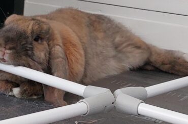 He's just lying there quietly