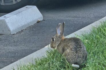 I found a bunny on Easter yesterday